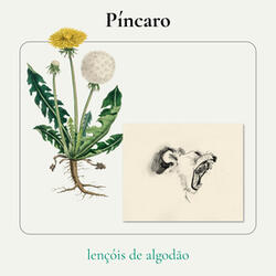 Lençóis de Algodão