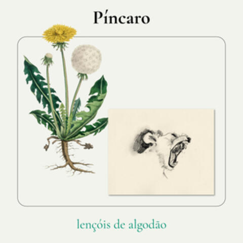 Lençóis de Algodão