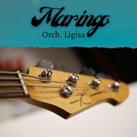 Maringo