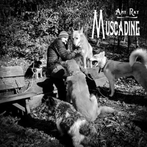 Muscadine