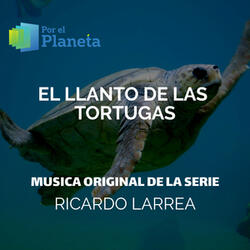 Turtle Laying Eggs