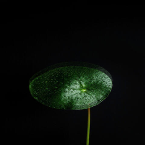 AMIDA