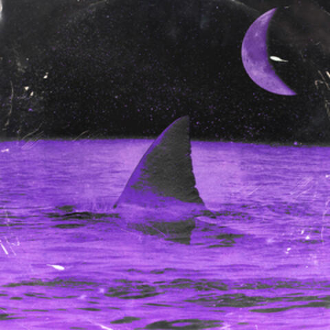Shark!