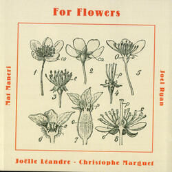 Crocus