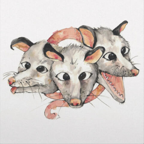 Opossums