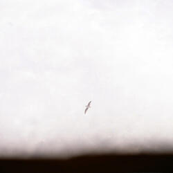 The Ballad of the Ninety-Nines