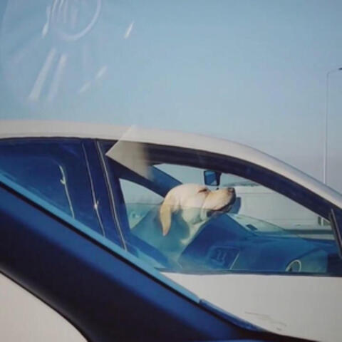 Dogs