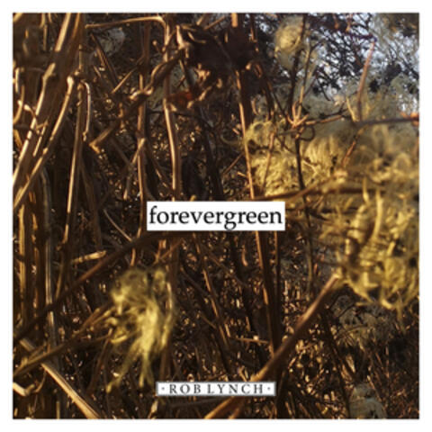 forevergreen