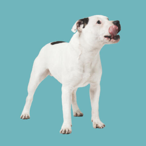 El Perro