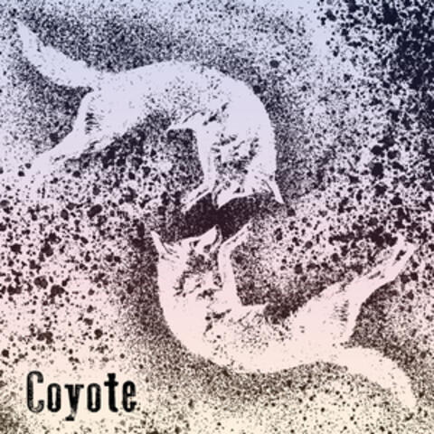 Coyote