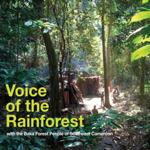 Voice of the Rainforest