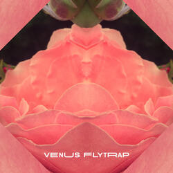 Venus FlyTrap