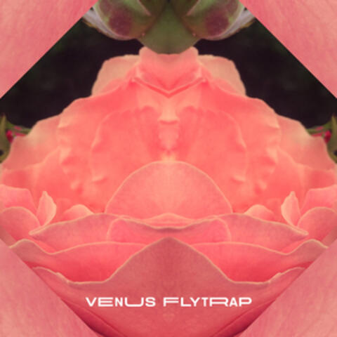 Venus FlyTrap