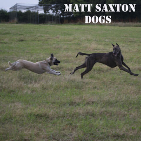 Dogs