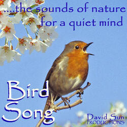 Bird Song