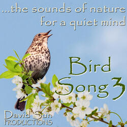 Bird Song 3