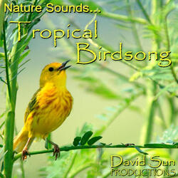 Tropical Birdsong