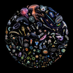 Rings of Endangered Species