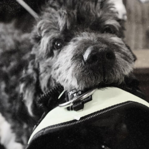 I Will Follow You into the Dark