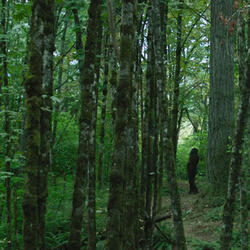 Forest Mother