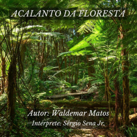 Acalanto da Floresta