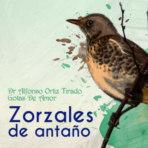 Zorzales de Antaño - Dr. Alfonso Ortiz Tirado - Gotas De Amor