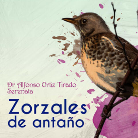 Zorzales de Antaño - Dr. Alfonso Ortiz Tirado - Serenata