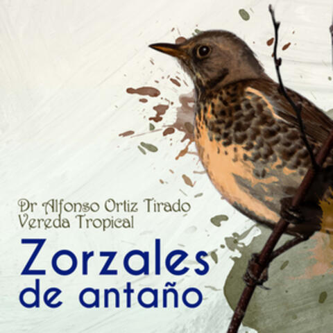 Zorzales de Antaño - Dr. Alfonso Ortiz Tirado - Vereda Tropical