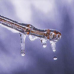 Melt