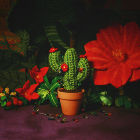 Christmas Cactus