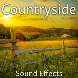 Countryside Ambience: Calm with Birds and Echos