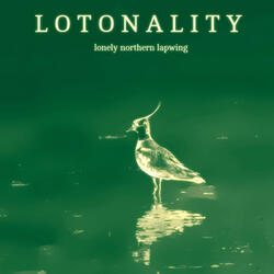 Lonely Northern Lapwing