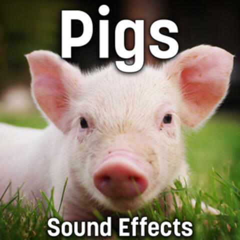 Pigs Sound Effects