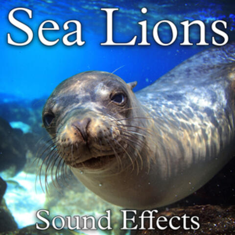 Sea Lions Sound Effects