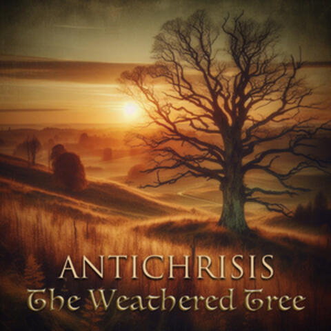 The Weathered Tree