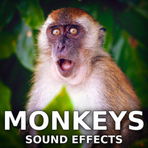 Monkeys Sound Effects