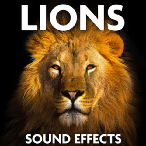 Lions Sound Effects
