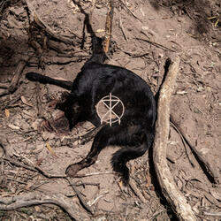 V For Visceral