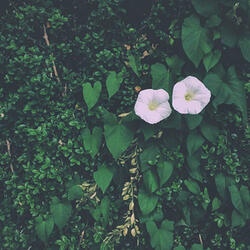 20 Minutes with the Slr Kit and Some Synths.