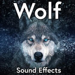 Small Pack of Wolves Makes Many Barks, Cries and Howls