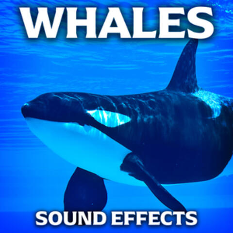 Whales Sound Effects