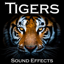 Tiger Makes Loud Hoarse Roars and Whines