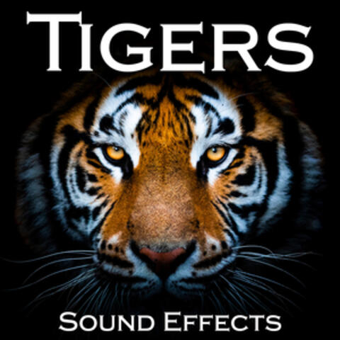 Tigers Sound Effects