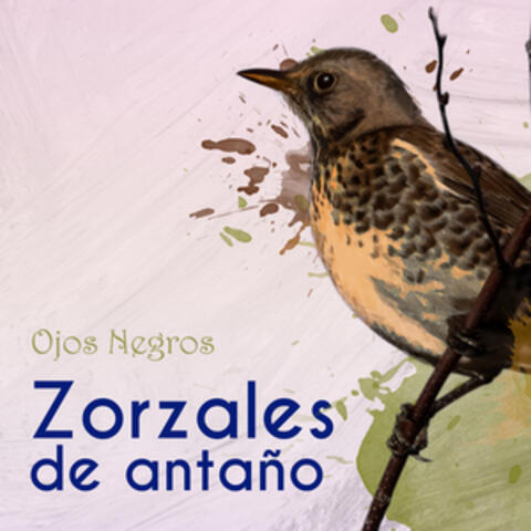Zorzales de Antaño… Ojos Negros
