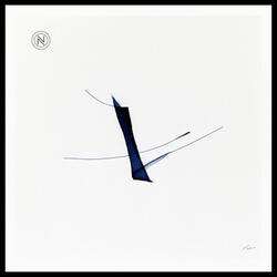 Sounds of the Night Forest