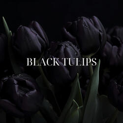Black Tulips