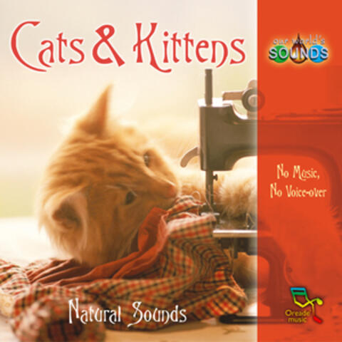 Cats & Kittens
