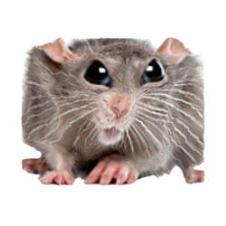 RAT