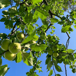 Apples