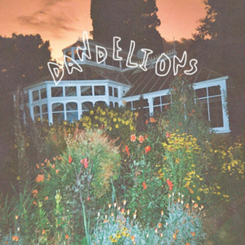 Dandelions